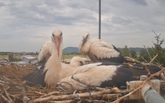 Imagen de vista previa de la cámara web Storks Mnichovo Hradiště